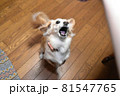 犬ジャンプしながら吠える 81547765