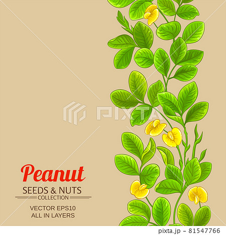 peanut vector pattern on color background peanut vector pattern on color background 81547766