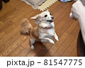 犬遊ぶ　ジャンプ 81547775