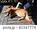 老犬二匹仲良く日光浴お昼寝 81547778