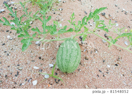 Bryonia lacinioas Linn. Bryonia lacinioas Linn. 81548052