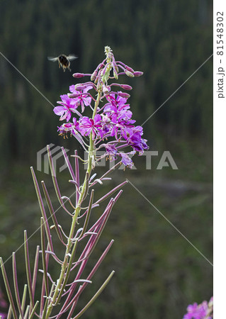 Epilobium angustifolium flowers, Western Tatras, Slovakia 81548302