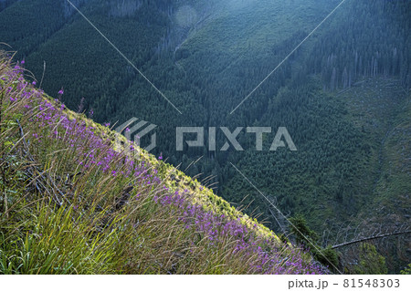 Morning scene, Western Tatras mountains, Slovakia Morning scene, Western Tatras mountains, Slovakia 81548303