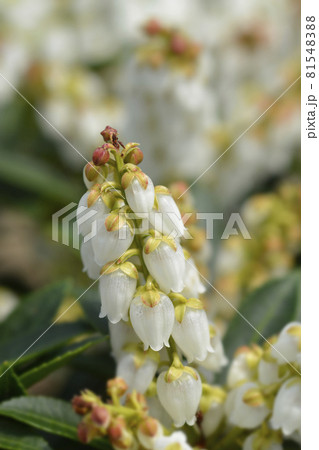 Japanese andromeda 81548388