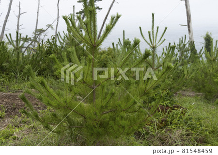 宮城県気仙沼市　海岸の散歩道の発見　宮城オルレ　トレッキングコース 81548459