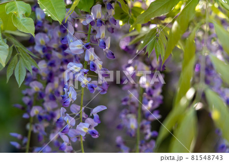 藤の花 藤の花 81548743