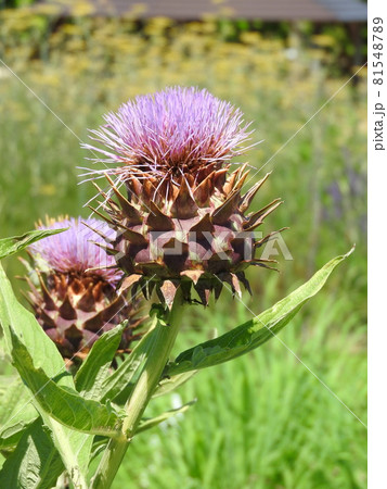 アーティチョーク（チョウセンアザミ）　 81548789