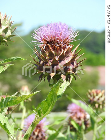 アーティチョーク（チョウセンアザミ）　 81548791