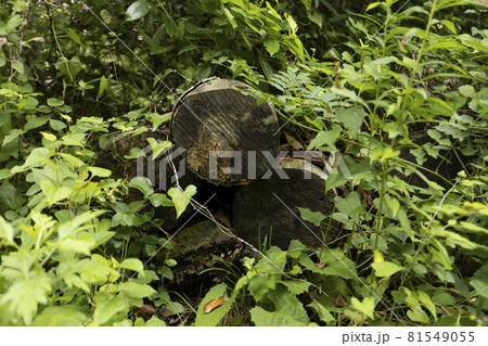 宮城県気仙沼市 海岸の散歩道の発見 宮城オルレ トレッキングコース 丸太 宮城県気仙沼市 海岸の散歩道の発見 宮城オルレ トレッキングコース 丸太 81549055