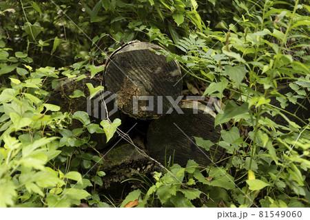宮城県気仙沼市　海岸の散歩道の発見　宮城オルレ　トレッキングコース　丸太 81549060