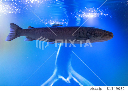 幻の淡水魚　イトウ 81549082