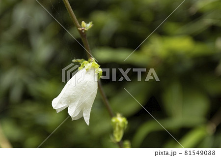 宮城県気仙沼市 海岸の散歩道の発見 宮城オルレ トレッキングコース 宮城県気仙沼市 海岸の散歩道の発見 宮城オルレ トレッキングコース 81549088