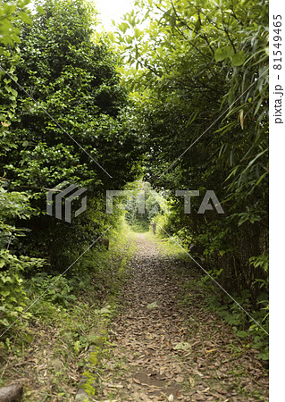 宮城県気仙沼市 海岸の散歩道の発見 宮城オルレ トレッキングコース 小道 宮城県気仙沼市 海岸の散歩道の発見 宮城オルレ トレッキングコース 小道 81549465