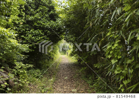 宮城県気仙沼市　海岸の散歩道の発見　宮城オルレ　トレッキングコース　小道 81549468