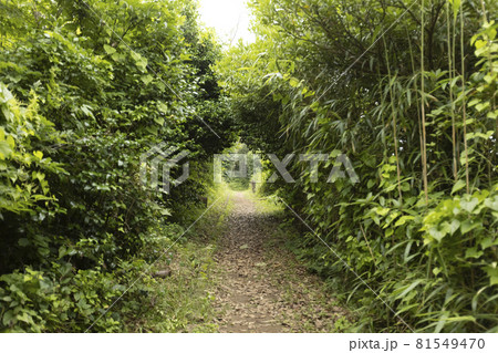 宮城県気仙沼市 海岸の散歩道の発見 宮城オルレ トレッキングコース 小道 宮城県気仙沼市 海岸の散歩道の発見 宮城オルレ トレッキングコース 小道 81549470