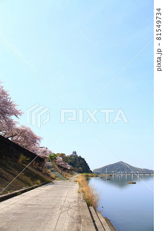 春の犬山市、犬山城と桜の風景 春の犬山市、犬山城と桜の風景 81549734