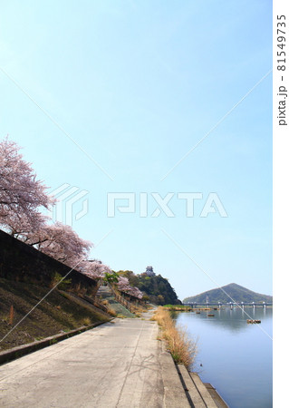 春の犬山市、犬山城と桜の風景 春の犬山市、犬山城と桜の風景 81549735