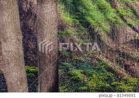 Bushes of yellow flowers in forest Bushes of yellow flowers in forest 81549891
