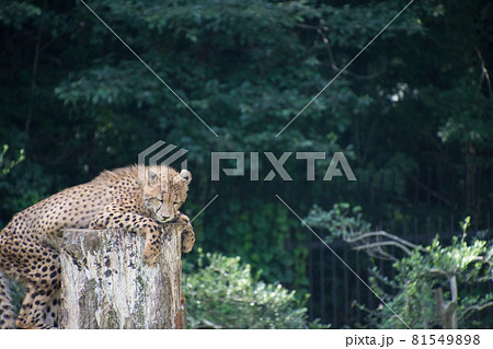 木の上のチーター 81549898