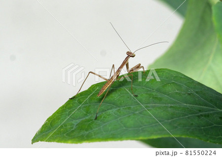 カマキリの子供 81550224