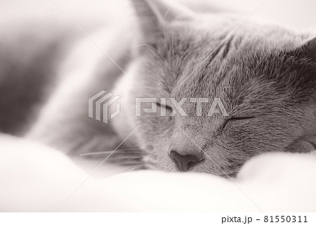 猫・ロシアンブルー・睡眠イメージ 猫・ロシアンブルー・睡眠イメージ 81550311