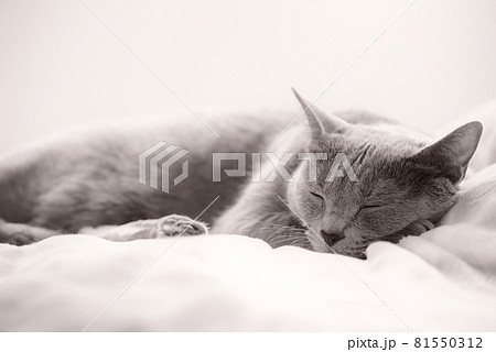 猫・ロシアンブルー・睡眠イメージ 81550312