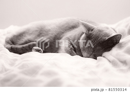 猫・ロシアンブルー・睡眠イメージ 猫・ロシアンブルー・睡眠イメージ 81550314