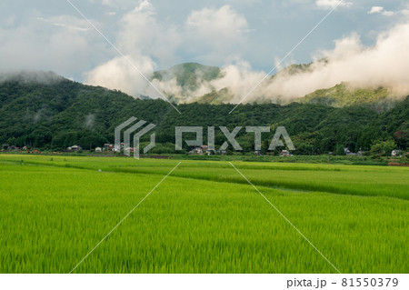 雨上がりの雲 81550379