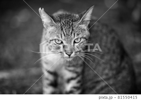 モノクロの猫 モノクロの猫 81550415