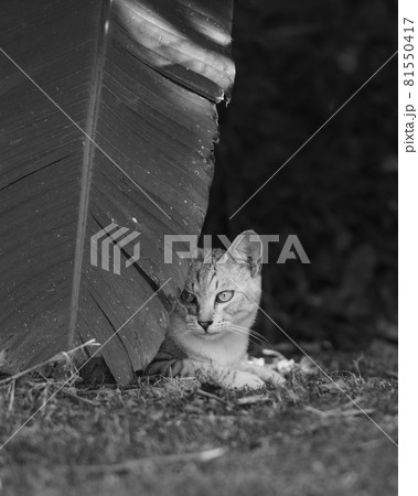 モノクロの猫 81550417