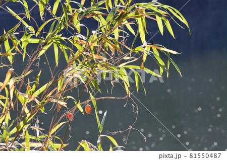笹の葉･湖面･光の粒（円良田湖／埼玉県寄居町･美里町） 81550487