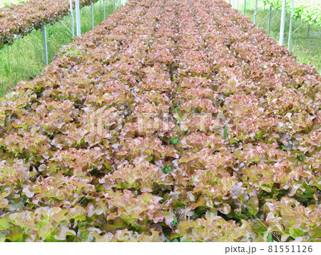 Hydroponic freshness vegetable in a garden, commercial farming Sustainable, advertisement backgrounds 81551126