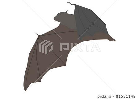 飛ぶコウモリの横から見たシルエット 飛ぶコウモリの横から見たシルエット 81551148