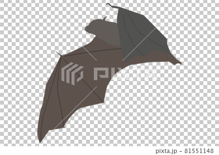 飛ぶコウモリの横から見たシルエット 飛ぶコウモリの横から見たシルエット 81551148