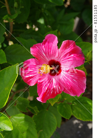 ハイビスカス 沖縄 リゾート ピンクの花 桃色の写真素材