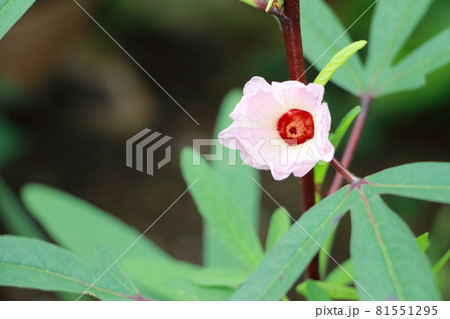 ハイビスカスティーのローゼルの花 ハイビスカスティーのローゼルの花 81551295
