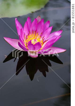 睡蓮 81551881