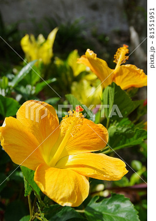 10 K黄色ゴールドCaribbeanハイビスカス柄( Malvaceae )ダイヤモンドペンダントネックレス ゴールド並行輸入 10 K黄色ゴールドCaribbeanハイビスカス柄( Malvaceae )ダイヤモンド