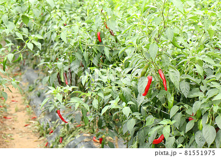 唐辛子の畑（韓国） 81551975