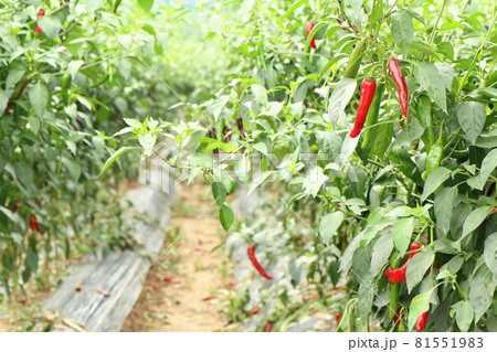 唐辛子の畑(韓国) 唐辛子の畑(韓国) 81551983