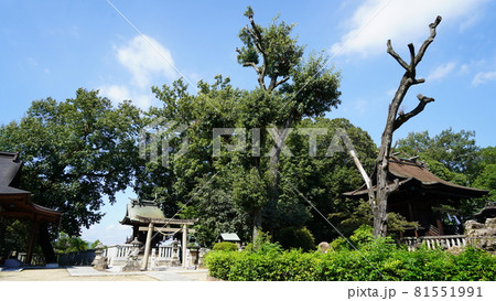 岡山県倉敷市美観地区　阿智神社 81551991
