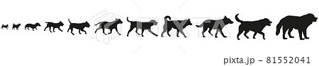 Set various breed dogs. Big, middle, little breeds 81552041