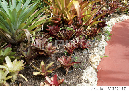 通路沿いの南国植物 81552157