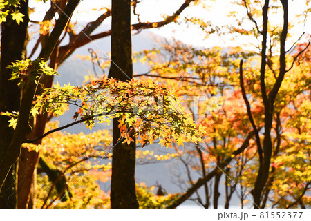 紅葉　 81552377