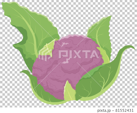 紫色花椰菜 紫色花椰菜 81552431