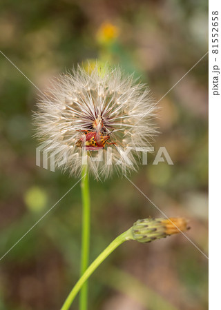 Red vegetable patterned bug on white dandelion Red vegetable patterned bug on white dandelion 81552658