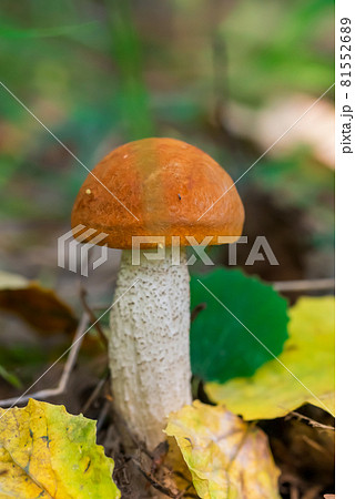 Little orange-cap boletus, aspen mushroom in the grass in the forest close-up. Mushroom with orange brown suede hat Little orange-cap boletus, aspen mushroom in the grass in the forest close-up. Mushroom with orange brown suede hat 81552689