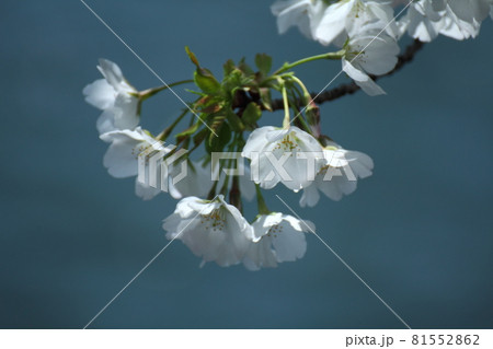 春爛漫満開 春爛漫満開 81552862