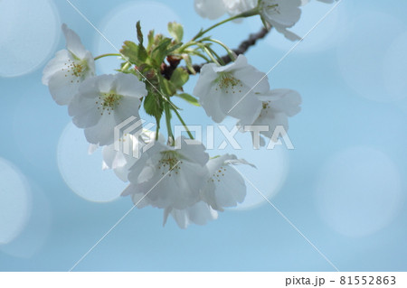 春爛漫満開 春爛漫満開 81552863