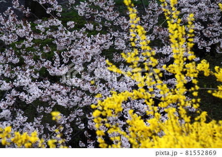 春爛漫満開 春爛漫満開 81552869